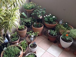 ベランダの鉢植え 下園弘明オフィシャルブログ